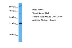 MafG Rabbit anti-Human, Mouse, Polyclonal, Novus Biologicals 0.1ml; Unconjugated:Antibodies,